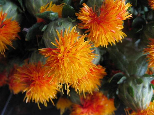 Safflower